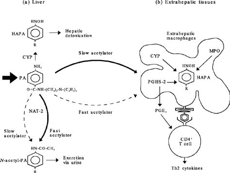 Hypothetical Scheme Of The Initial Immunotoxic Steps Underlying