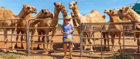 Broome Camel Safaris | Sunset Camel Rides Cable Beach