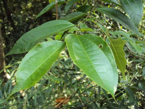 Celtis Timorensis Earthpedia Plant