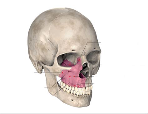 Maxillary bone Flashcards | Quizlet