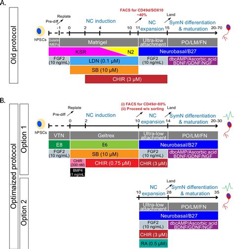 Efficient Differentiation of Postganglionic Sympathetic Neurons using ...