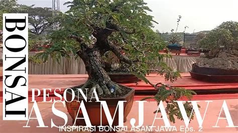 Bonsai Asam Jawa Yang Memesona Inspirasi Bonsai Asam Jawa Eps