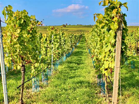 Kostenlose Foto Natur Traube Rebe Weinberg Wein Feld Blume