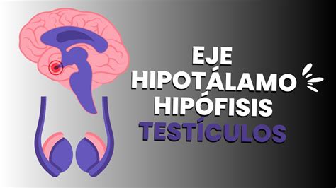 Fisiolog A De Las G Nadas Eje Hipotal Mo Hip Fisis Test Culos Youtube