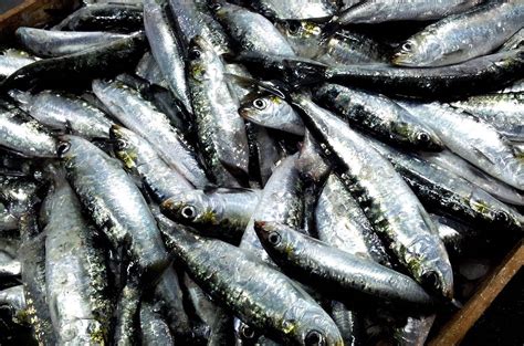 A Sardinha Considerada Um Dos Melhores Peixes Do Mundo Aqui Est O