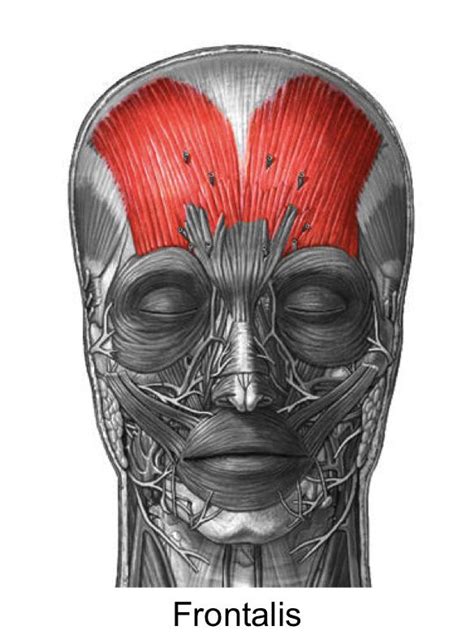 Frontalis (O): coronal suture (INS): skin of frontal region (INV ...