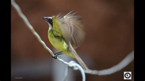 Social Flycatcher Bentevizinho De Penacho Vermelho Youtube