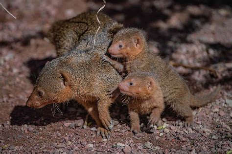 Dwarf Mongoose Triplets Born At Chester Zoo