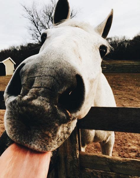 60 Best Horse Aesthetic Images On Pinterest In 2018 Horse Pictures