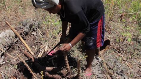 Woman Harvesting Cassava Youtube