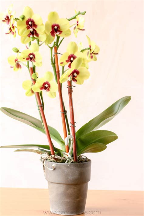 Review Terracotta Pots Should You Use Them For Potting Orchids