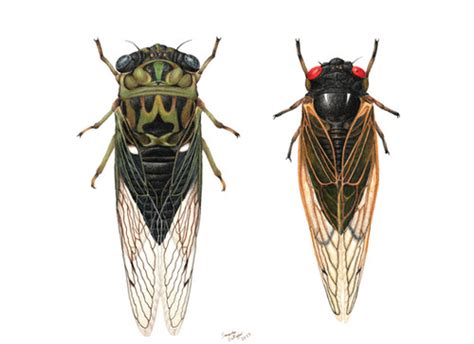 Annual Vs Periodical Cicada 8x10 Samantha Gallagher