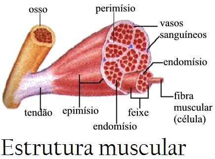 Miofibrilar X Sarcoplasm Tica Os Tipos De Hipertrofia Growth Blog