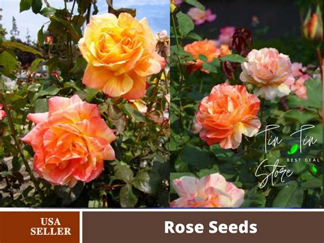 30 Rare Seeds Tropical Sunset Rose Bush Flower Seeds Orange And Yello Pemdasgarden