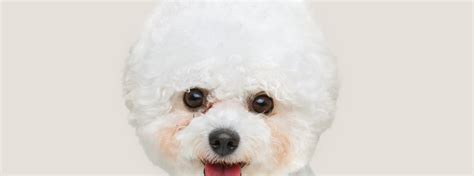7 Bichon Frisé health issues | ManyPets
