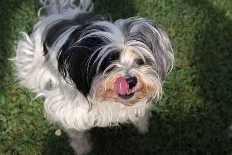 101 Lowchen Dog Breed: Affectionate & Lively Companion - DCL