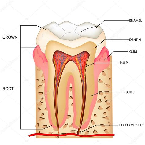 Teeth Anatomy Stock Vector Vectomart