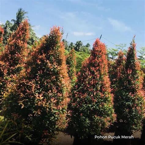 Jual Pohon Pucuk Merah Harga Terjangkau Untuk Taman