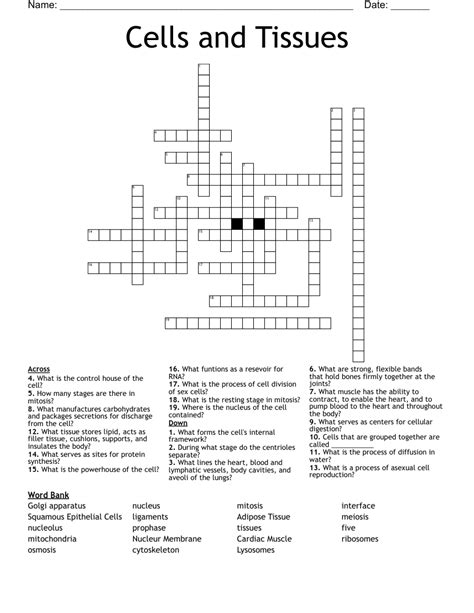 Cells And Tissues Crossword WordMint