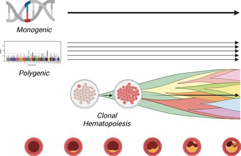 Genomic Aging Clonal Hematopoiesis And Cardiovascular Disease