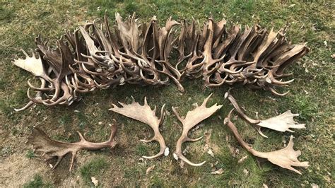 Sheds In Days Epic Fallow Deer Shed Hunting In Sweden