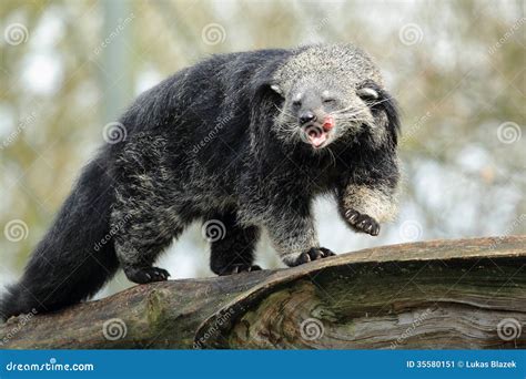 Bearcat Stock Image - Image: 35580151