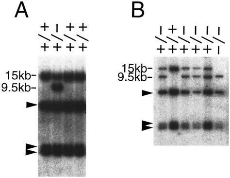 Southern Blot Analysis Of Dnas Of Es Cells And Embryos A Southern