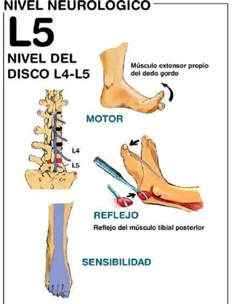 Pin De Xavier Ca Igueral En Anatomia Fisiolog A Del Ejercicio