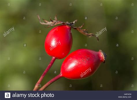 Hips And Haws Hi Res Stock Photography And Images Alamy