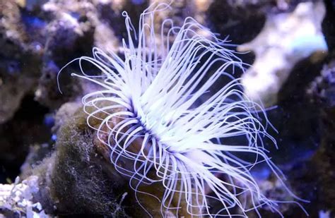 Sea Anemone - Description, Habitat, Image, Diet, and Interesting Facts