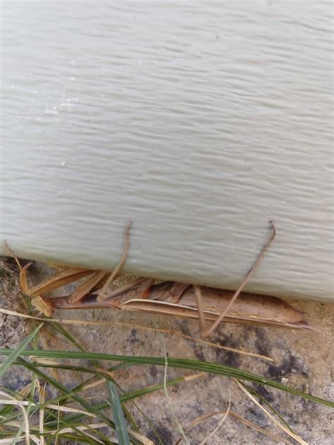 Mantis upstate NY : insects