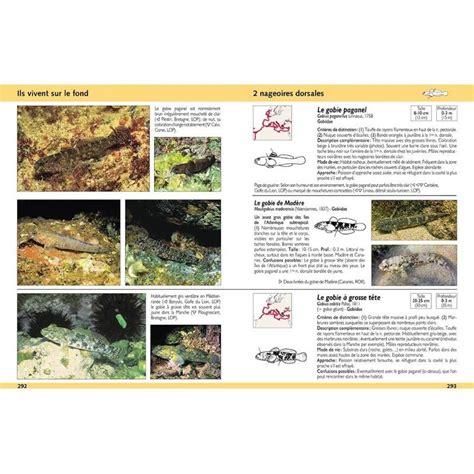 Guide D Identification Des Poissons Marins Europe Et M Diterran E