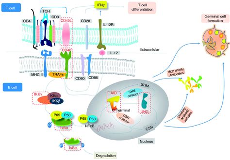 Prospects For Modulating The Cd40cd40l Pathway In The Therapy Of The