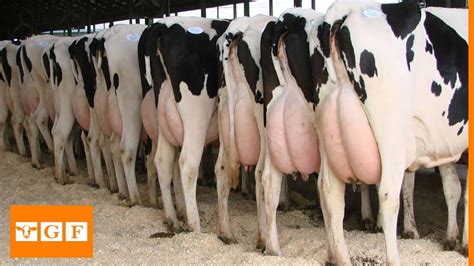 Modern Dairy Farm Holstein Friesian Farm Youtube