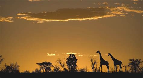 Safari Tours In Tanzania Explore Exclusive Packages Day Serengeti