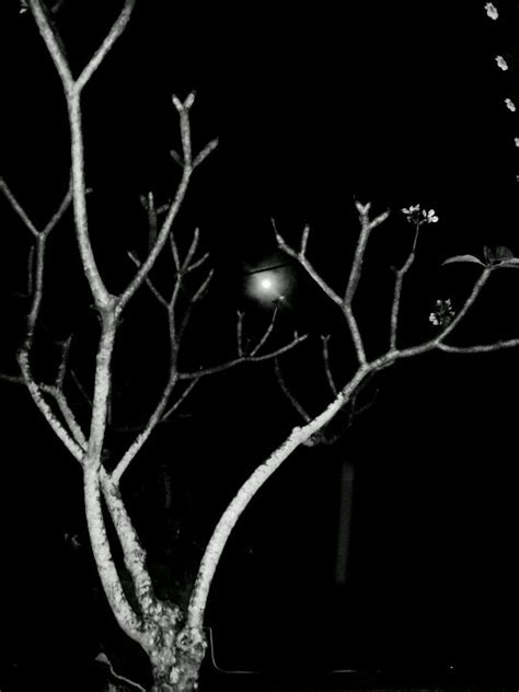 A Black And White Photo Of A Tree In The Dark With A Street Light Behind It