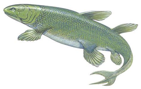 Stock Illustration - Crossopterygian, a primitive, lobe-finned, bony fish believed to have given ...