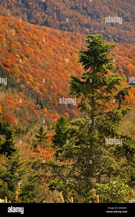 Autumn, Blue Ridge Parkway, NC Stock Photo - Alamy