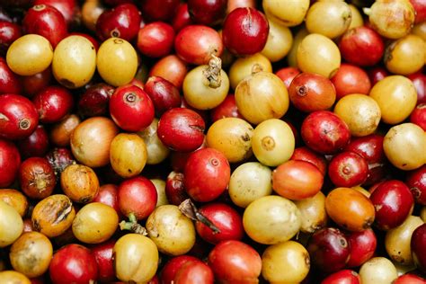 Honduran Specialty Coffee: 5 Reasons to Try This Hidden Gem