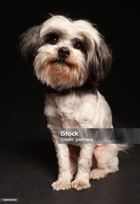 Shih Tzu Terrier Mix Dog Portrait On Black Background Stock Photo