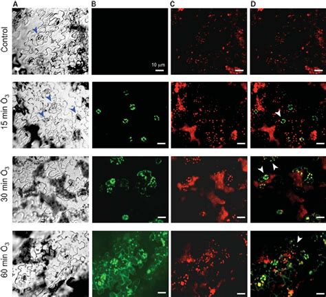 Fluorescence Microscopic Imaging Of Ros In Epidermal Cells Download Scientific Diagram