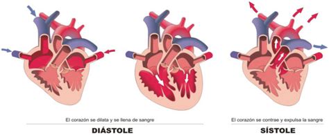 Cuáles son las fases principales del ciclo cardiaco