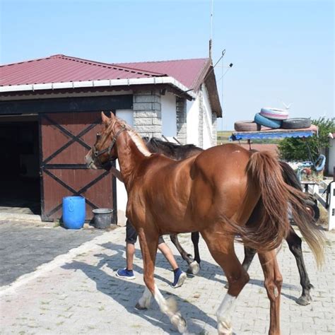 Silivri At Iftlikleri Gezi Rehberi Silivri Stanbul