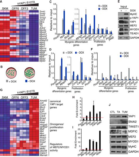 Yap Tead Globally Repress Myod And Or Mef Activity And Upregulate