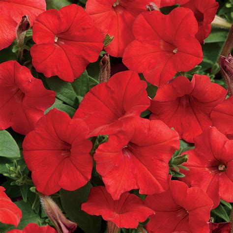 Easy Wave® Red Hybrid Petunia Seeds [WS-22230] - $3.00 : Weseeds.com