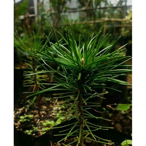 Jual Bibit Bonsai Japanese Black Pine Ori Semai Biji Shopee Indonesia