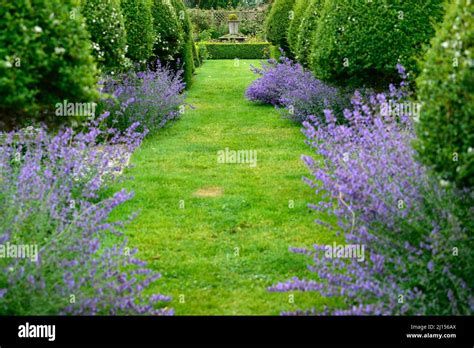 Nepeta Six Hills Giantcatnipcatmintvioletblueflowerformal Garden