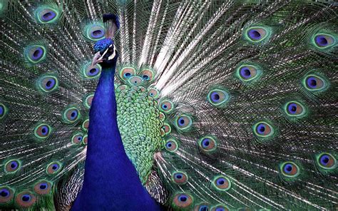 wallpaper: Peacock Wallpapers