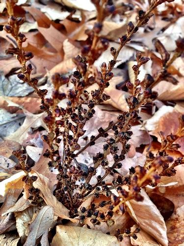 Dried Epifagus Virginiana Aka E Americana Beechdrops  Flickr