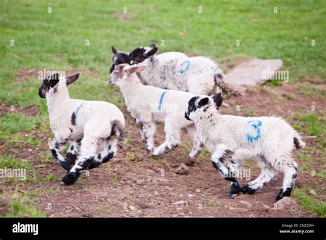 Lambs playing on a farm in Leicestershire, UK Stock Photo - Alamy